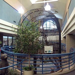 Mongoose Lemur/Ring-Tailed Lemur Exhibit