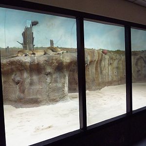 Lion Indoor Exhibit