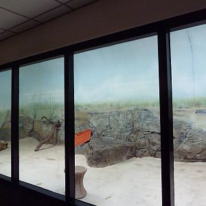 Amur Tiger Indoor Exhibit