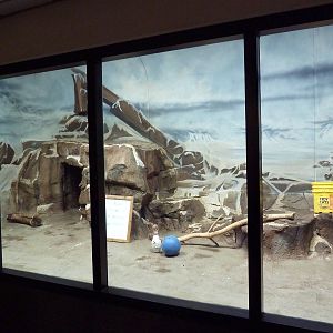 Snow Leopard Indoor Exhibit