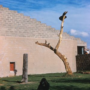 Chester Zoo Memories . Gorillas and Ape House number one