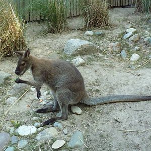 Bennett's Wallaby