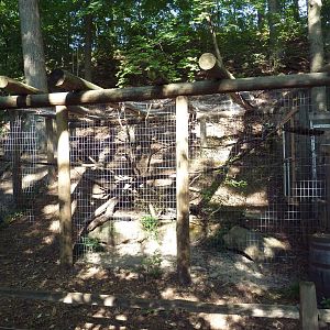 Ring-Tailed Lemur Exhibit
