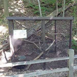 Great Horned Owl Cage