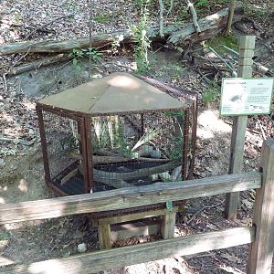 Bearded Dragon Exhibit