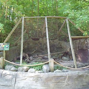 North American Porcupine Exhibit