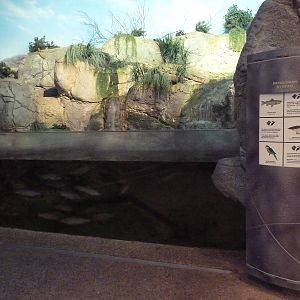 Living Shores Aquarium - Patagonian Stream Exhibit