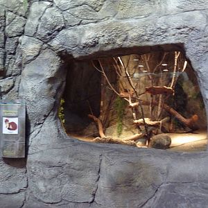 Living Shores Aquarium - Long-Tailed Weasel Exhibit