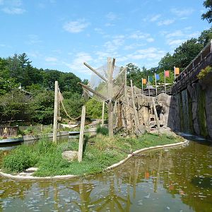 Black-Headed Spider Monkey Exhibit