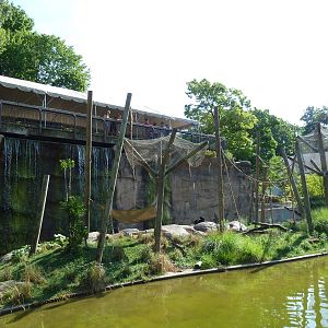 Black-Headed Spider Monkey Exhibit