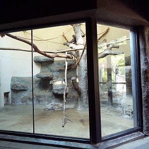 Black Howler Monkey Exhibit