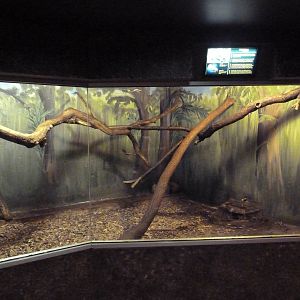 Kinkajou Exhibit