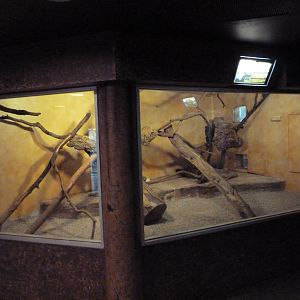 Black-Footed Cat Exhibit