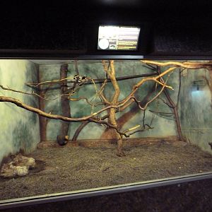 Cotton-Top Tamarin Exhibit