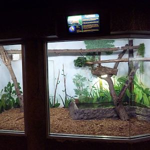 Juvenile Dwarf Caiman Exhibit