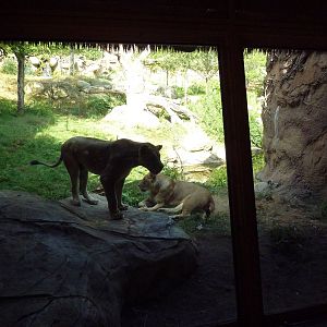 Lion Exhibit