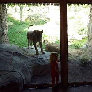 Predator + Prey (Snowleopard Cub)