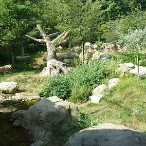 Lion Exhibit (Superb!)