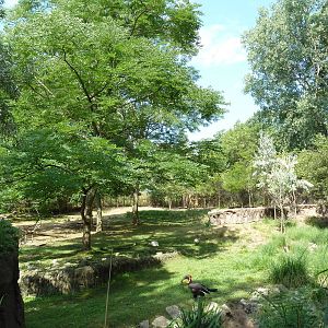 African Exhibit (5 Species)