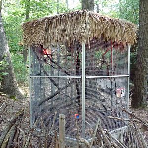 Von der Decken's Hornbill Exhibit