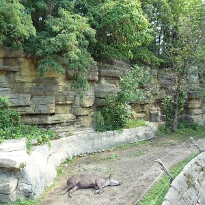 Capybara/Crested Screamer/Brazilian Tapir Exhibit