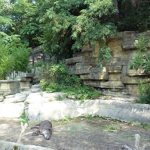 Capybara/Crested Screamer/Brazilian Tapir Exhibit