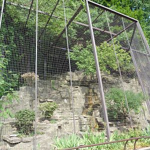 Snow Leopard Exhibit