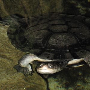 snake-necked turtle (Chelodina longicollis)