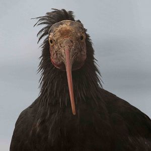 Wardrapp Ibis