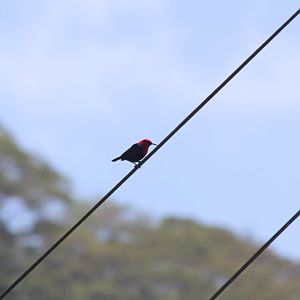 Cardinal Myzomela male