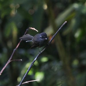Samoan Fantail