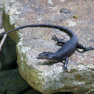 Pacific Black Skink (Emoia nigra)