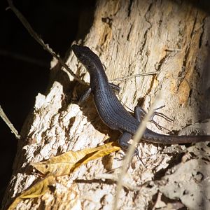 Pacific Black Skink (Emoia nigra)