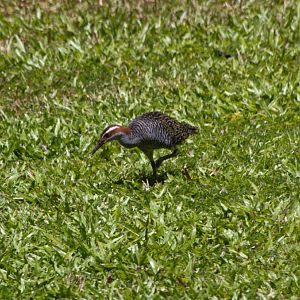 Banded Rail (Gallirallus philippensis)