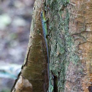 Samoan Skink (Emoia samoensis)