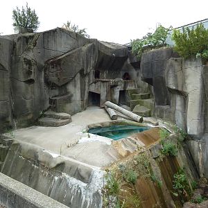 American Black Bear Grotto