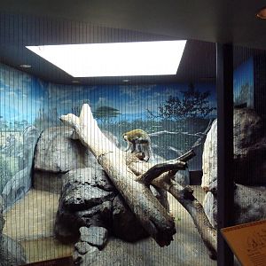 1930 Main Zoo Building - Grivet Guenon Exhibit