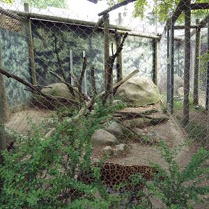 1930 Main Zoo Building - Amur Leopard Exhibit