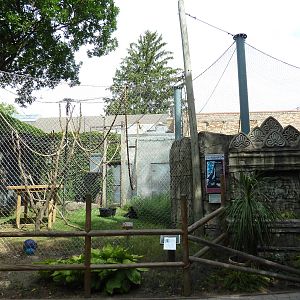 Wild Asia - Siamang Exhibit