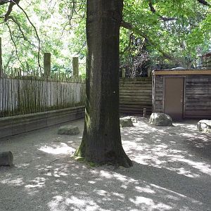 Wild Asia - Indian Muntjac Exhibit