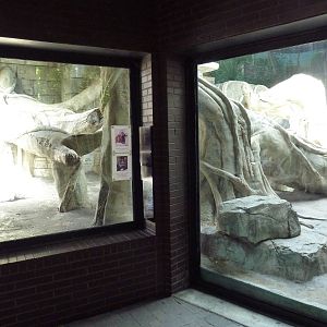 Wild Asia - Orangutan Indoor Exhibit