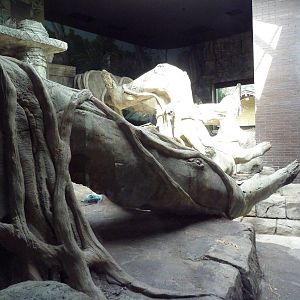 Wild Asia - Orangutan Indoor Exhibit