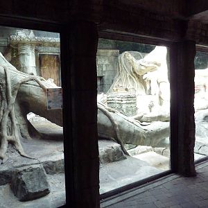 Wild Asia - Orangutan Indoor Exhibit