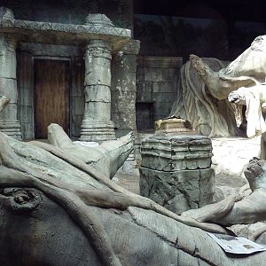 Wild Asia - Orangutan Indoor Exhibit