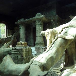 Wild Asia - Orangutan Indoor Exhibit