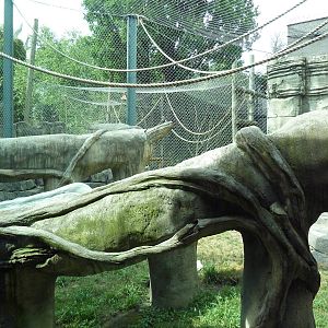 Wild Asia - Orangutan Outdoor Exhibit