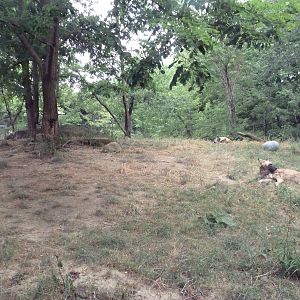 Kiboka Outpost - African Wild Dog Exhibit