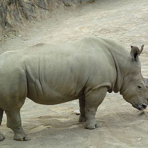 Kiboka Outpost - White Rhino