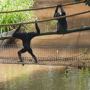 Gibbons, 22 August 2012