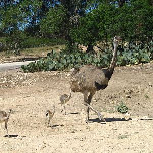 Rhea Family